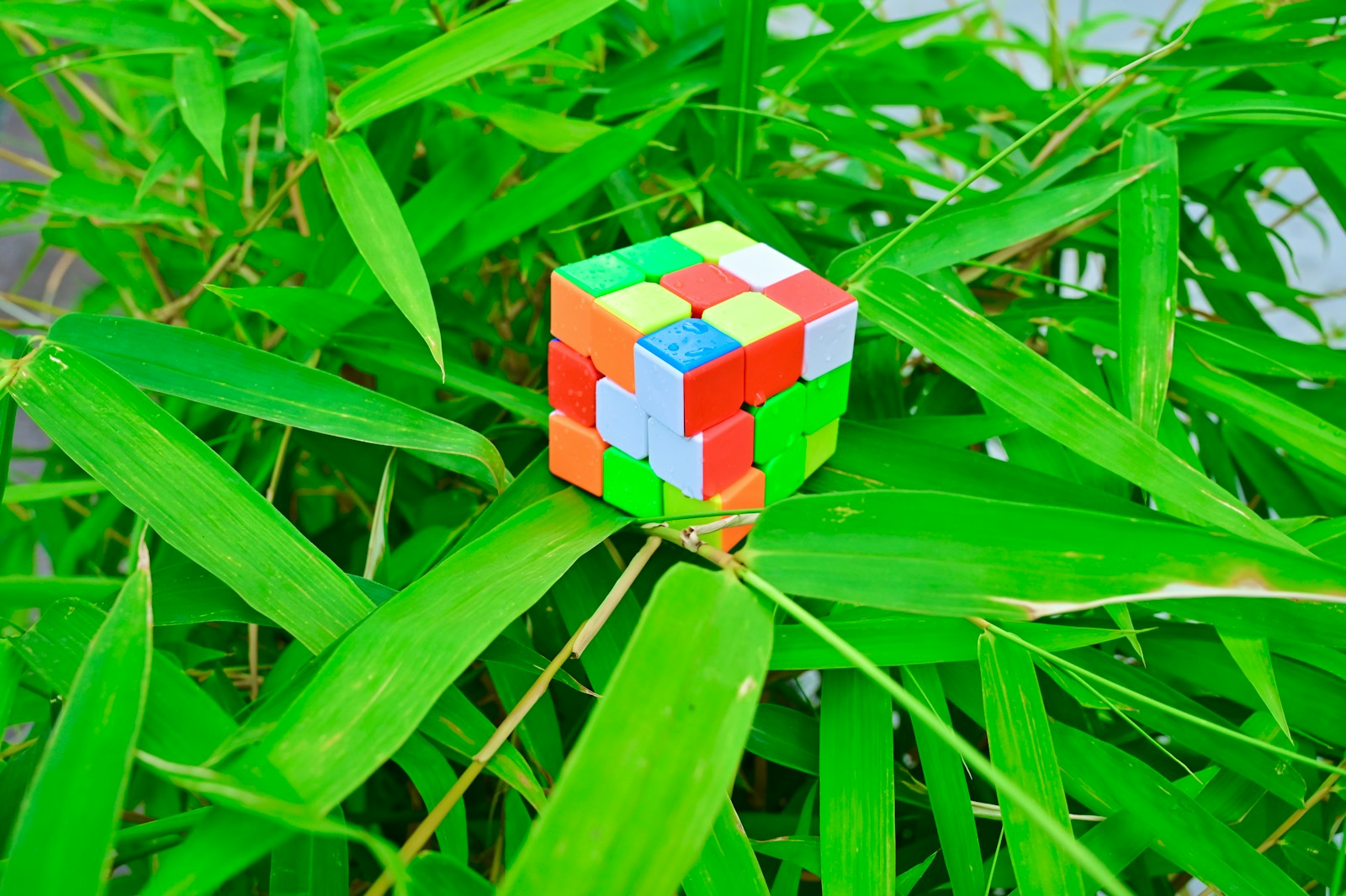 a rubik cube sitting on top of a green plant